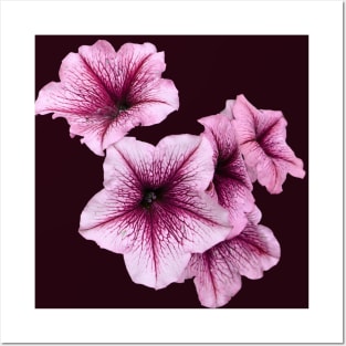 Pink Petunia Flowers Posters and Art